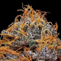 letssmokeloud:  Always dank weedporn by macromob420! Visit LetsSmokeLoud.com for dank weed pics!