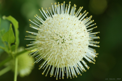 vandaliatraveler:Appalachian Summer, 2018, Volume Eight: Common Buttonbush. As Appalachia’s butterfl