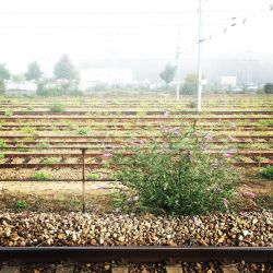 L’interdiction de l’utilisation du glyphosate par la SNCF, permet à quantité d’espèces de faire leur retour entre les rails (centrantes, buddleia, sèneçon, herbe à Robert, petite bardane, linaire, origan…) qui, à ce stade, font jardin. #biodiversity #biodiversité #sncf #jardindesrails #sncf #natureenville #naturephotography #caen (à Gare SNCF - Caen.)https://www.instagram.com/p/CiXAIZZsRjV/?igshid=NGJjMDIxMWI=