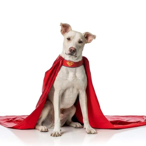 titans-daily:@joshua_orpin: Introducing the newest Krypto: Pepsi!This little guy is only young, but 
