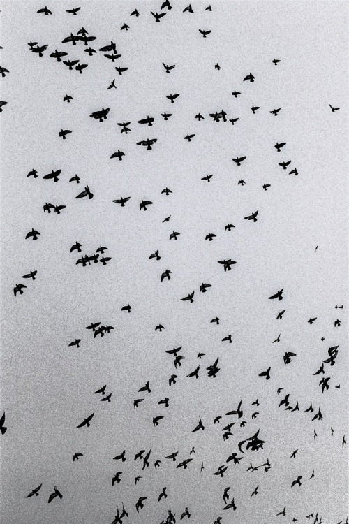 foxmouth:  Birds, 2012 by Guillaume  