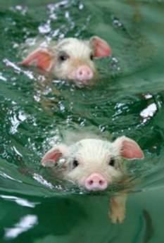 thefingerfuckingfemalefury:  AW YES TINY PRECIOUS LITTLE AQUA PIGS Going for a swim and being adorable  D'AWWWWW.  I’d still eat em’ though…. >_>