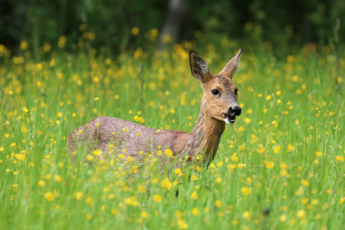 Roe deer/rådjur.