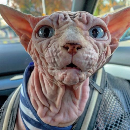 awesome-picz:    This Extra-Wrinkly Evil-Looking Cat Is Actually Very Lovely.