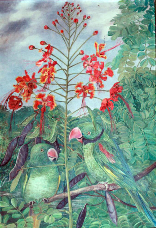 Marianne North (1830 – 1890) Seychelles parakeet (Psittacula wardi) , 1883 -84