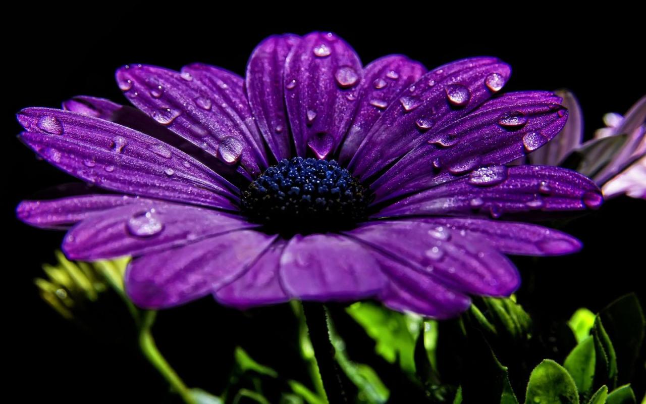 baetology:  violet moods // @severusoctavian 
