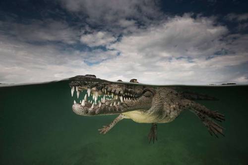 “Smiling Assassin” – American Crocodile, Jardines de la Reina, Cuba. “I wanted to make an image that
