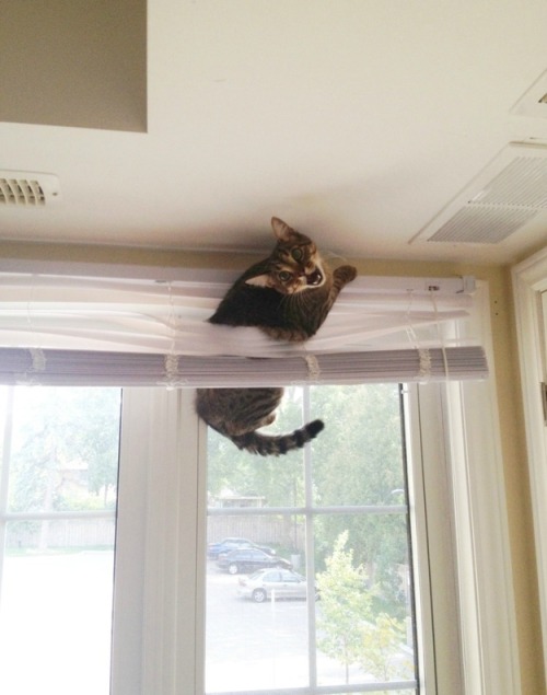 evilhasnever:thecatdogblog:Cats in places they 104% shouldn’t be, from Buzzfeed………………cats