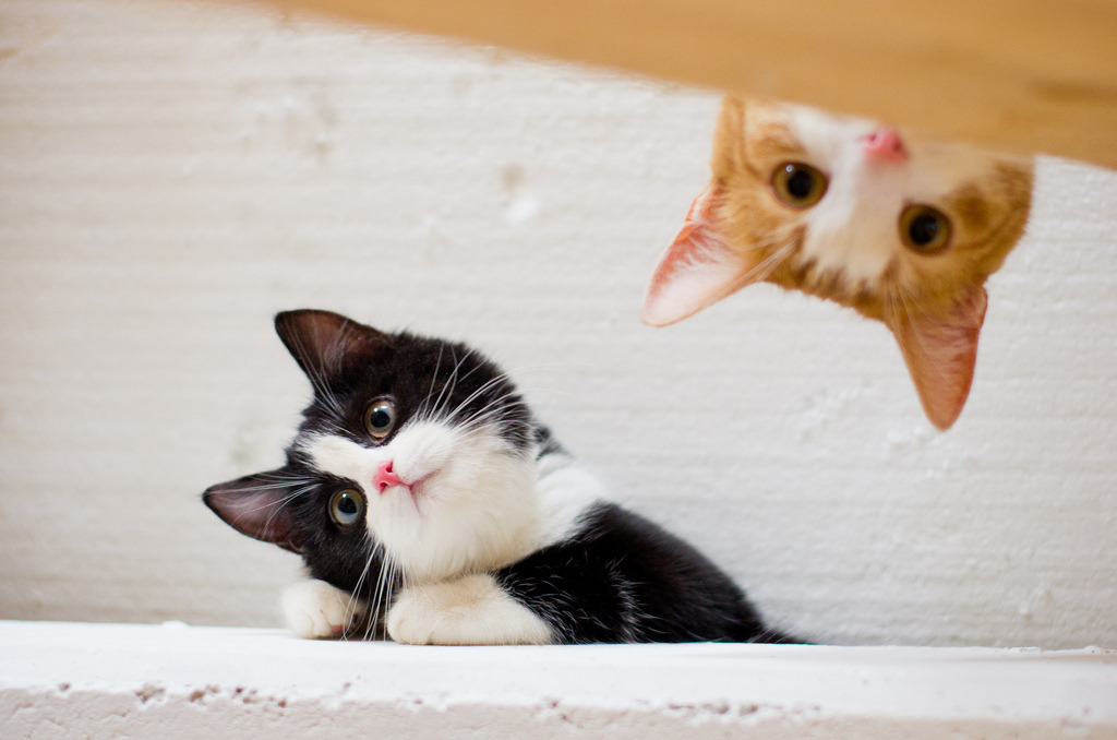 Cute cats with hats