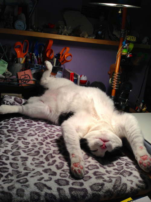 mostlycatsmostly:Heating pad has been turned on (by Daisybax)