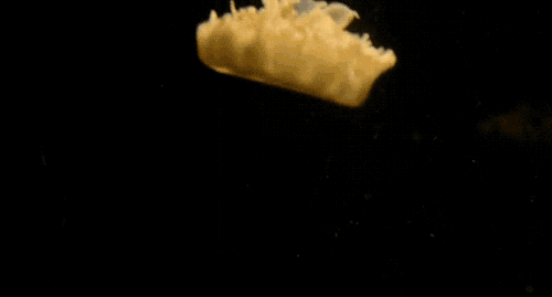 This Species Of Jellyfish Is The Simplest Organism Known To Nap, According To A New Study.