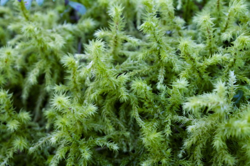 Bryophyta of British Columbia, Monty Davidson. 