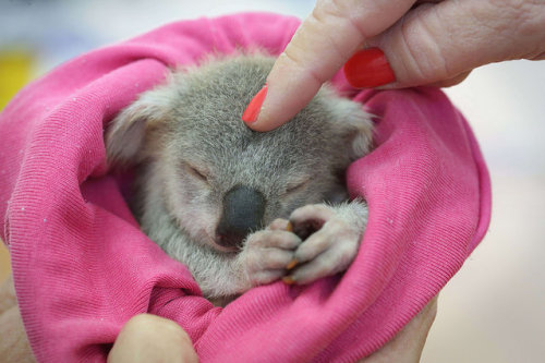 sink-the-dynasty:diaryofamanchild:magicalnaturetour:An adorable baby koala is seen enjoying a 