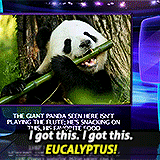 ryantheradking:  Achievement Hunter Catchphrases - Literally everything Ray says