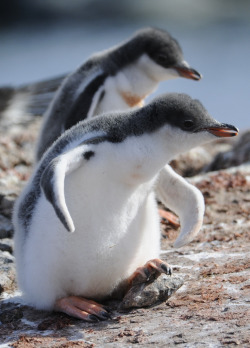 h4ilstorm:  Gentoo Penguin (by Jean-François