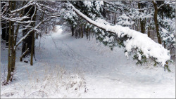 gravitationalbeauty:  Man under the Tree