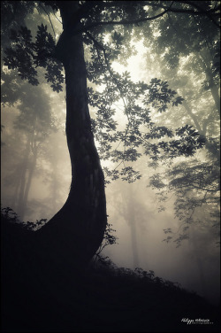 djferreira224:  The forest by philippe MANGUIN