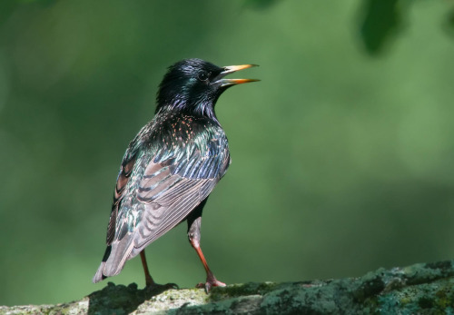 Common Starling (Sturnus vulgaris) &gt;&gt;by Kelly Colgan Azar