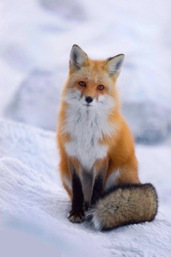 beautiful-wildlife:  Cold and Lonely by Jim Salge