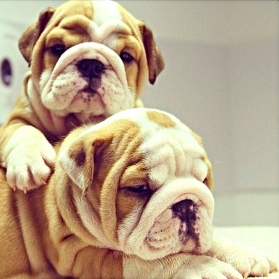 English Bulldog Love