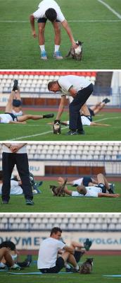 awwww-cute:  Cat crashes football practice