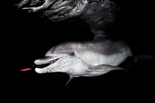 thelovelyseas: Atlantic spotted dolphins, Stenella frontalis | Bahamas | 2011 by Todd Bretl