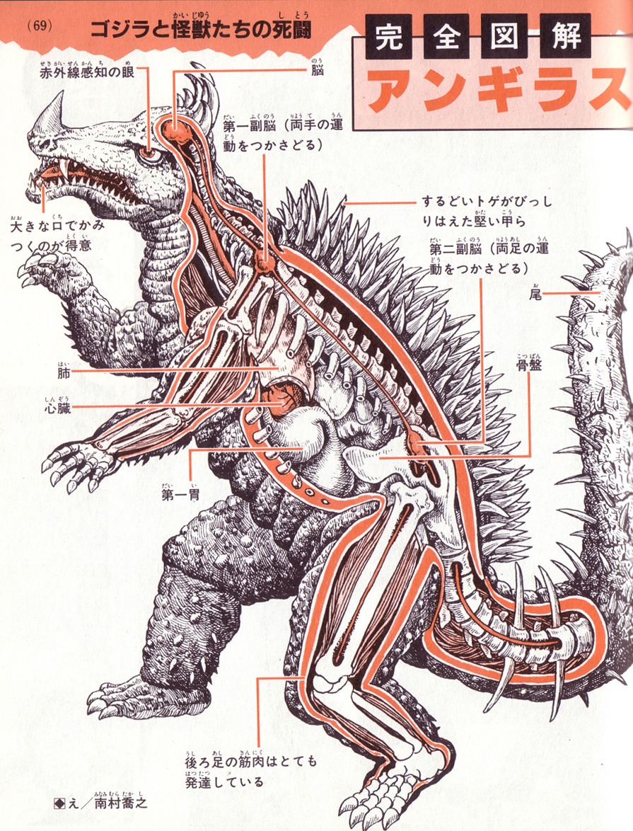 citystompers1:
“Anguirus anatomy
”