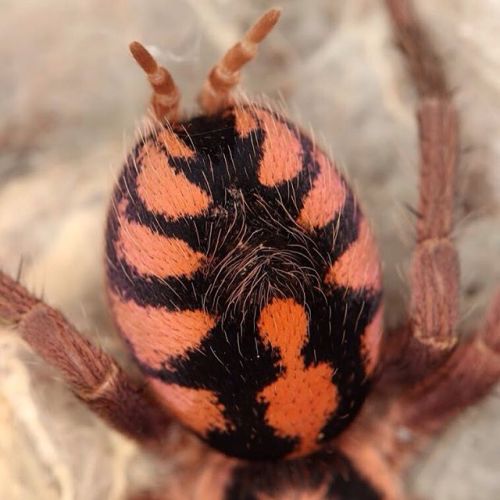 pumpkin patch (hapalopus sp. colombia small/large)pumpkin patches are tiny, voracious feeders with a