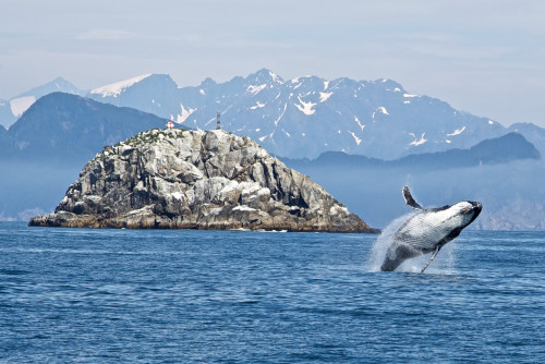 “Whale,” a poem by DOI.Whale.Thank you.Photo of a whale doing some flippity flops at Kenai Fjords Na