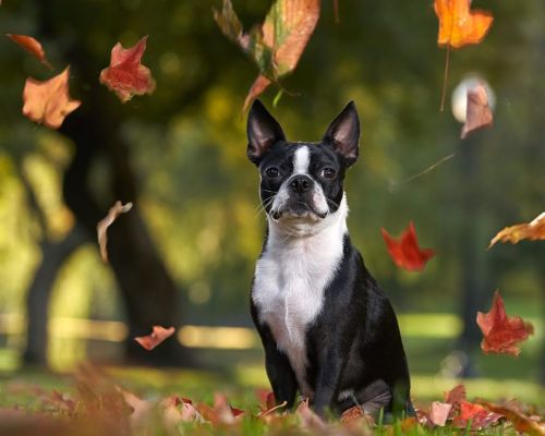 Poppy is one adorable Boston Terrier. We had a great time running around the Boston Public Gardens, 