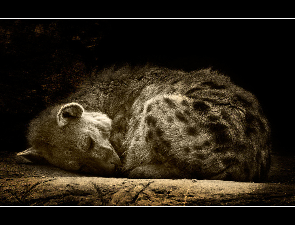 Hyena by Tommy2010