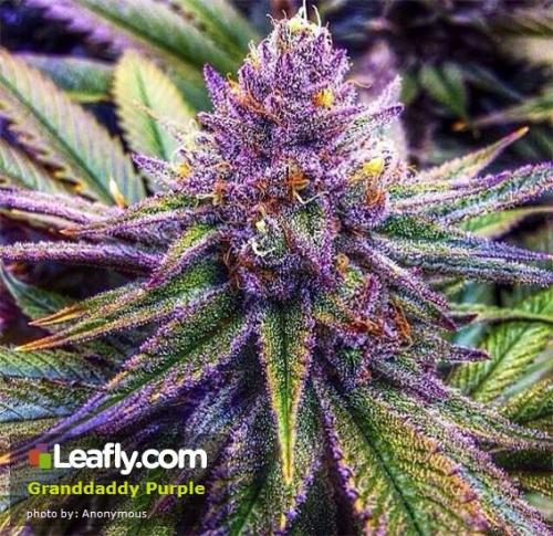 theheroicchemist:  Granddaddy Purple, nicknamed GDP is an indica strain cross of Purple Urkle and Big Bud. The plant is originally from California and bred by Ken Estes. Flowers bloom in deep purple colors and look snowy with resin. Flavors include: berry