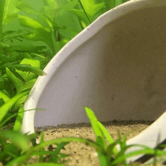 jessymetal:doki-doki-no-disco:a quiet morning in the 20 gallonThis is so relaxing,