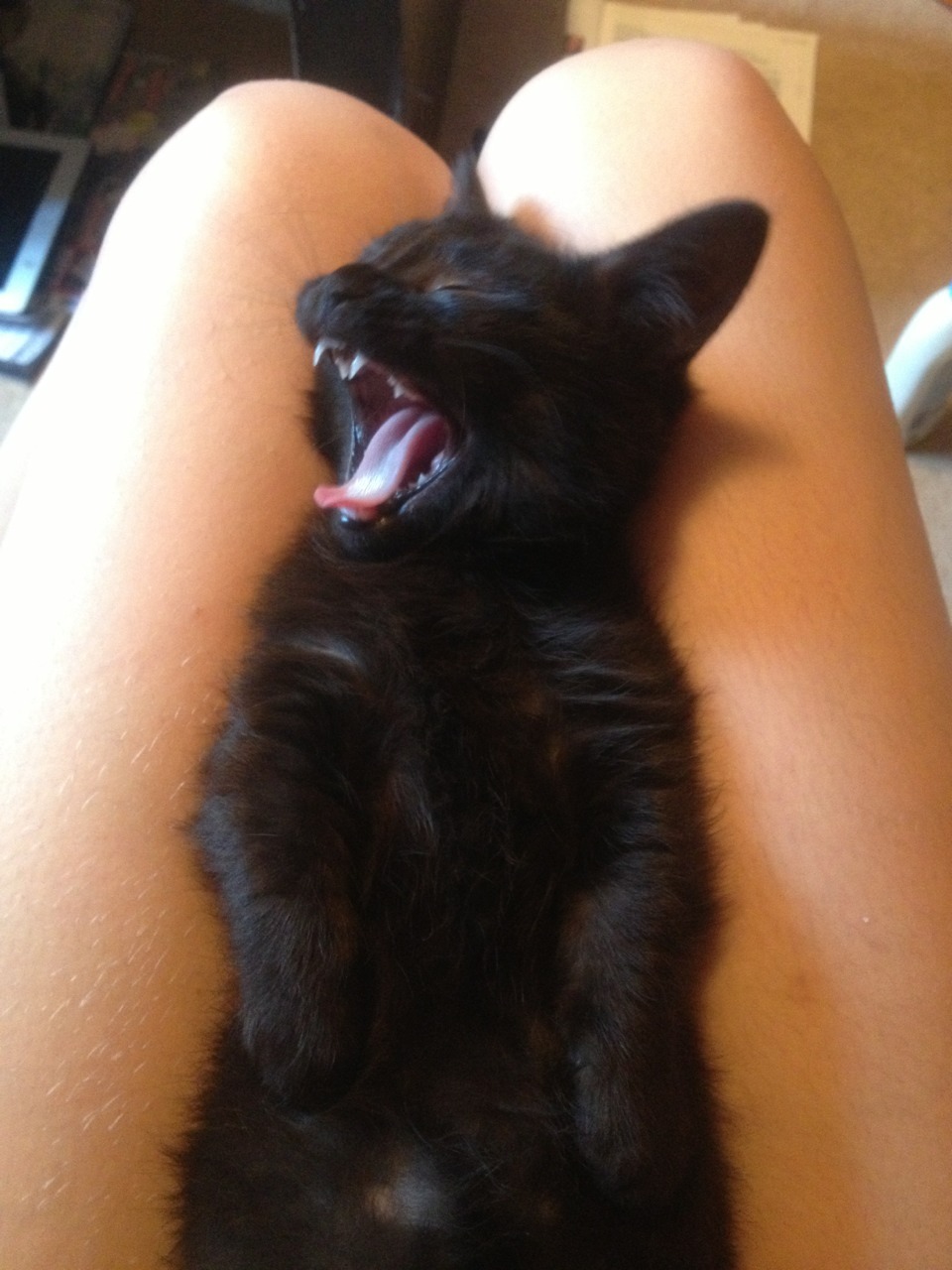 plebscout:  Good morning from Pamyu 