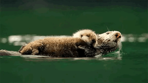 twentythreeskeet:   