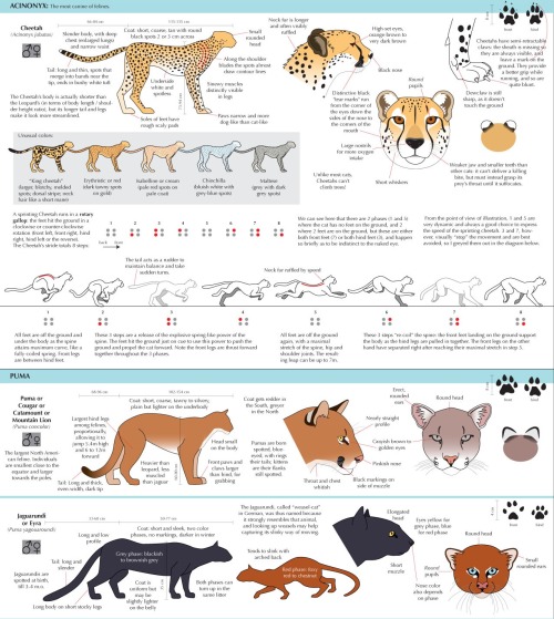 zitoisneato: anatoref: Guide to Felinae @natchkat