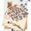 starlit-forget-me-not