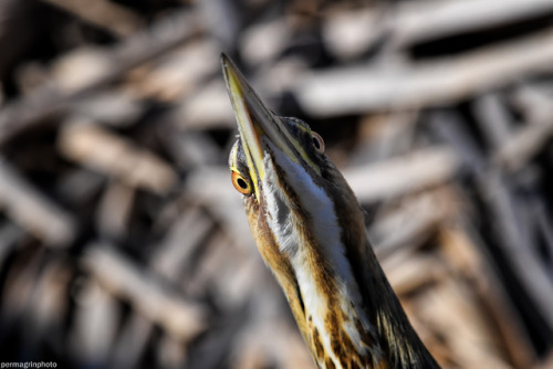 permagrinphoto:American Bittern