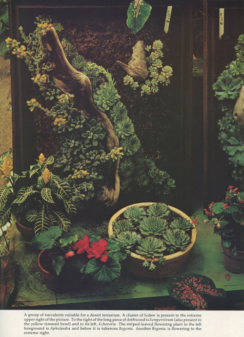 The World of Terrariums, Charles L. Wilson, 1975