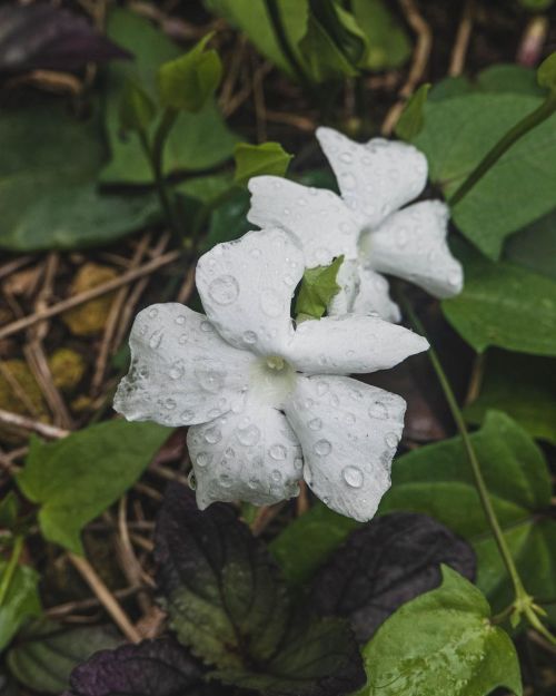 Water and flowers!#flowers #flowersofinstagram #flower #plants #plantart #flowerart #photography #