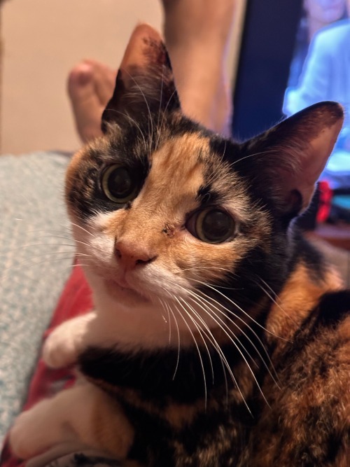 Buttercup Laying On Me