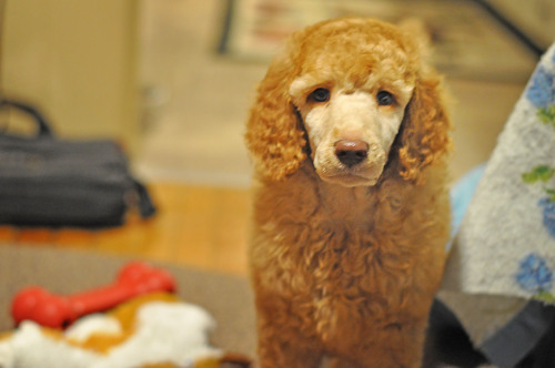 special-agent-poodle:fried chicken is home!!