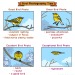 birdandmoon:Bird photography tips.