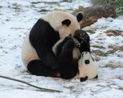 giantpandaphotos:  Mei Xiang with her cub