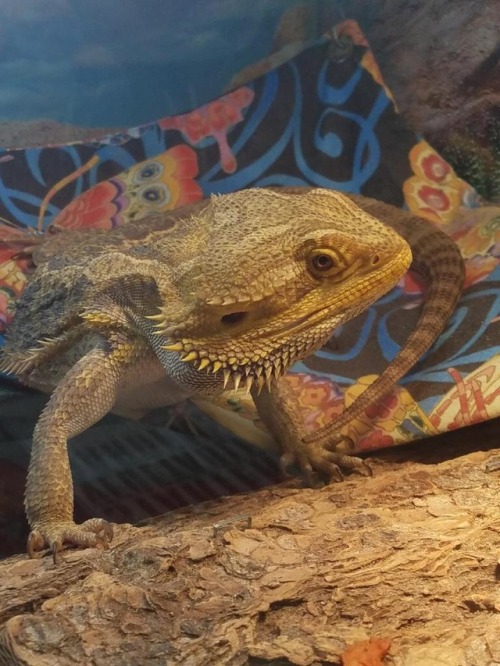 This Lovely Little Lady Shat On Her Hammock For My Mom To Wash