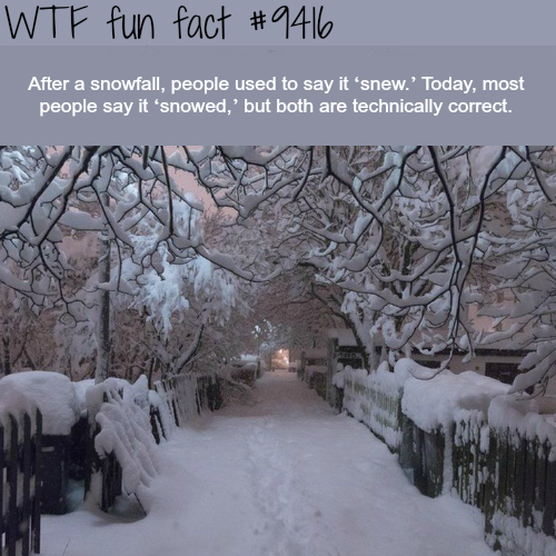 wtf-fun-factss:  Snowed or Snew? - WTF fun facts