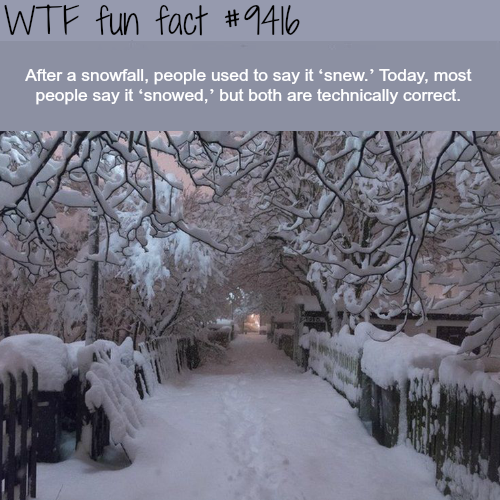 Porn Pics wtf-fun-factss:  Snowed or Snew? - WTF fun