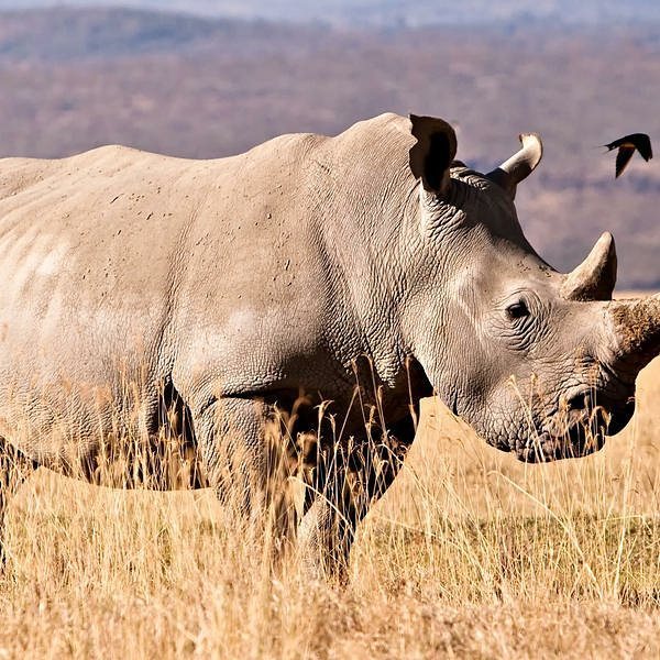 Did you know that there are five different species of Rhino in the world? Most people