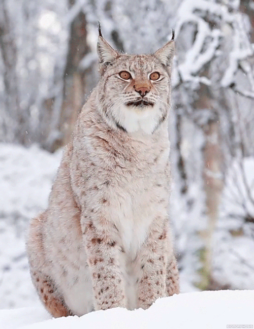  The Eurasian lynx can be considered quite a secretive creature. The sounds it makes are very low an