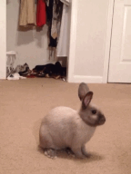 twerkforyoutube:  BUNNIES THO.              ilysm    masterdean94
